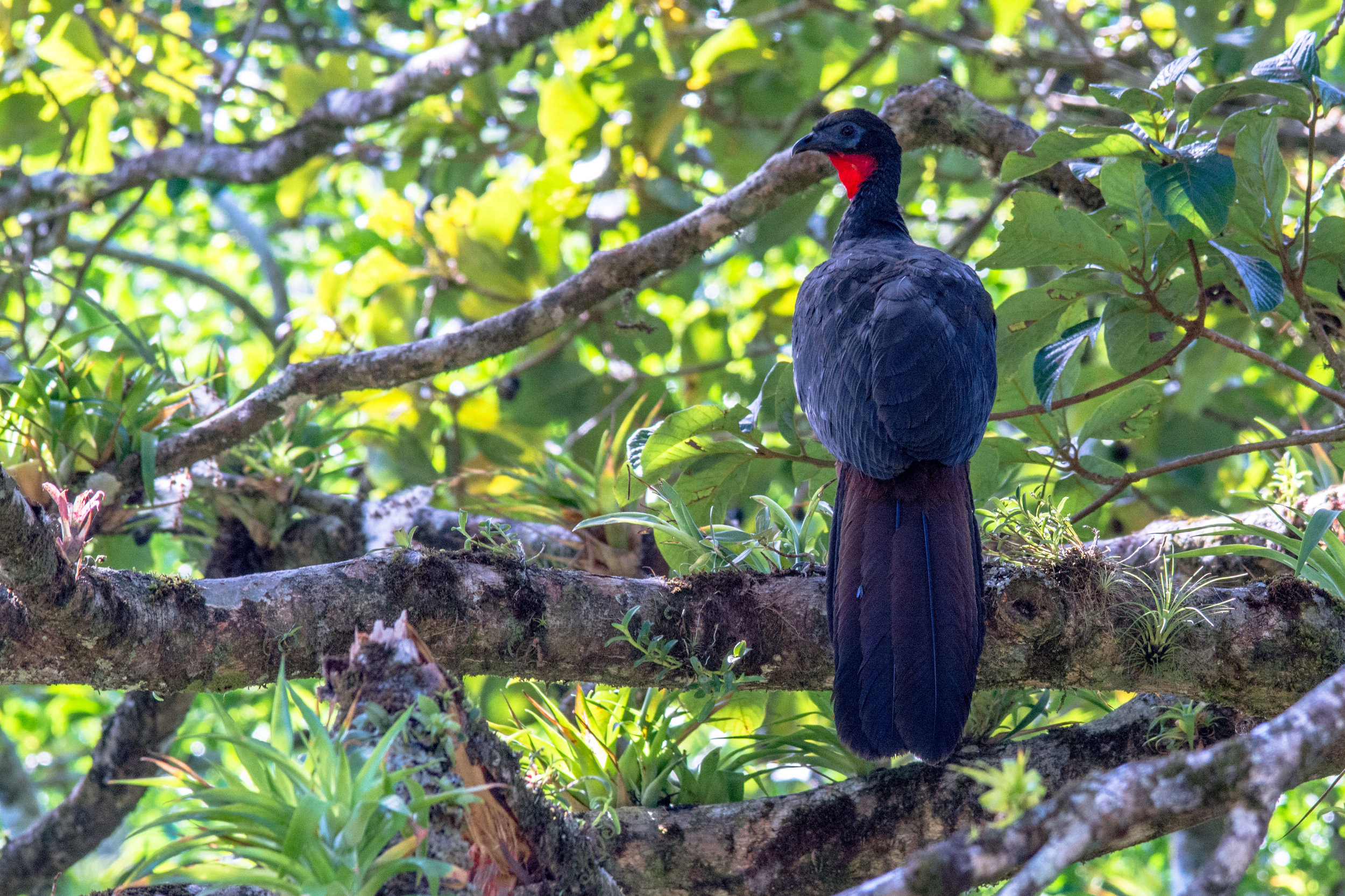 Crested-Guan