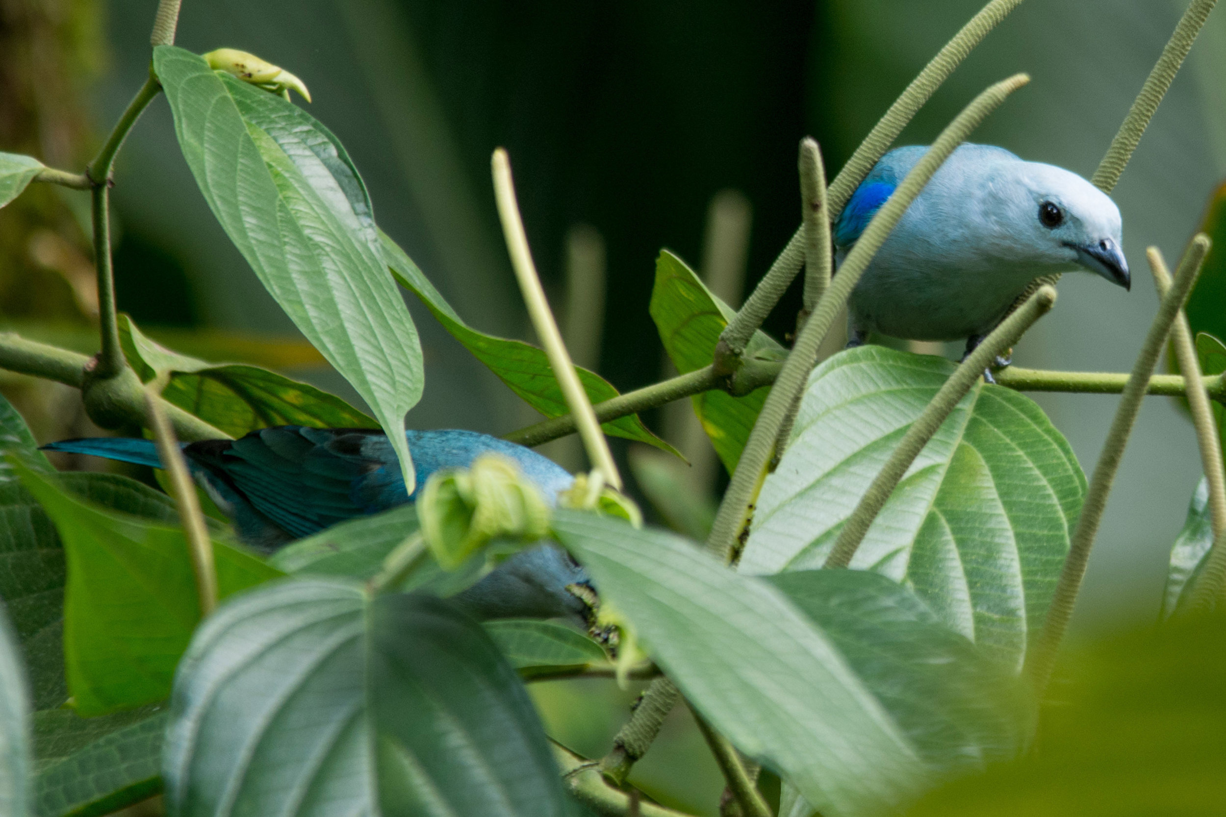 Blue-gray Tanager