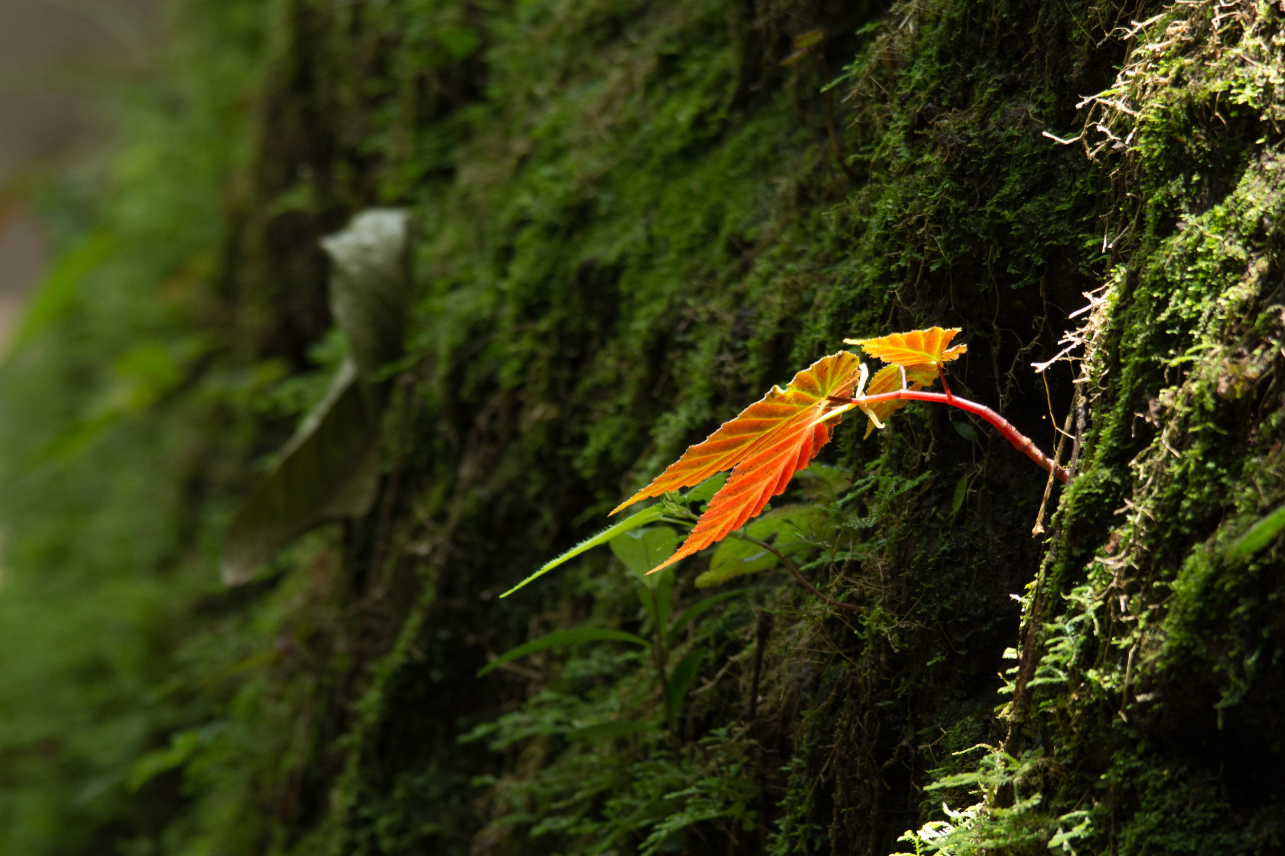 Leaf at Aranal