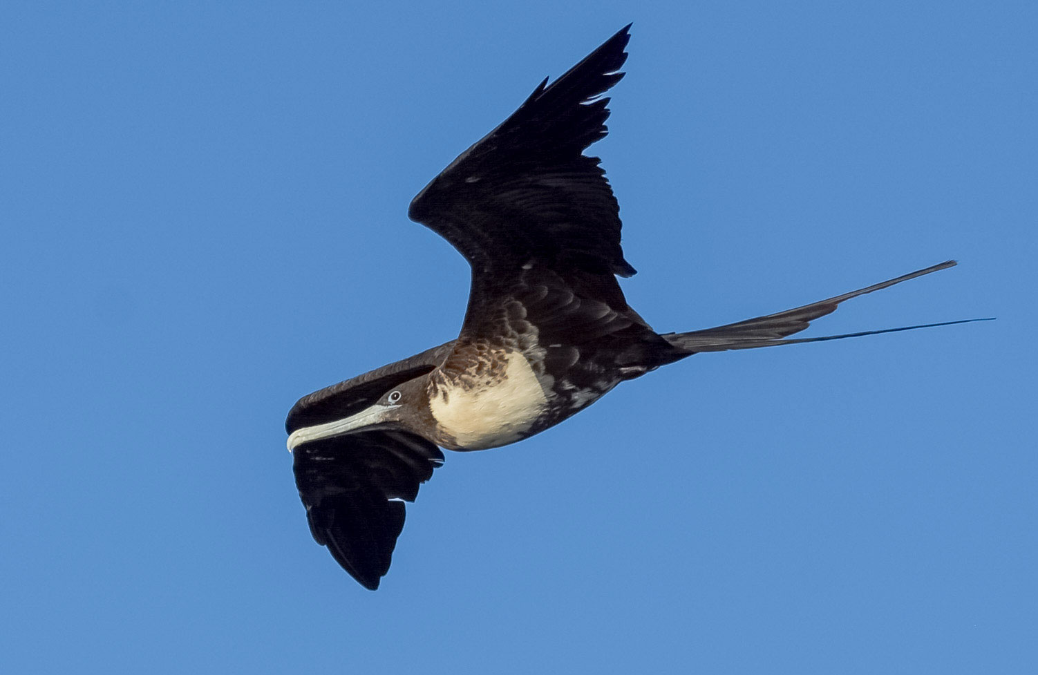 Magnificent Frigate Bird