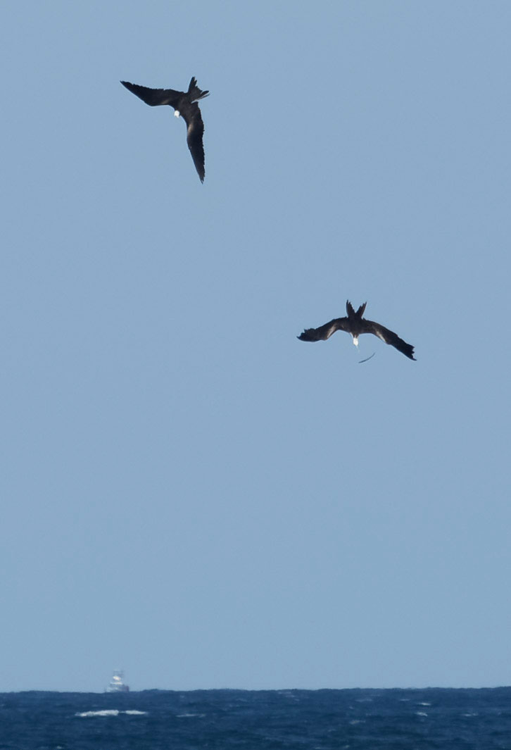 Magnificent Frigate Birds following a dropped fish