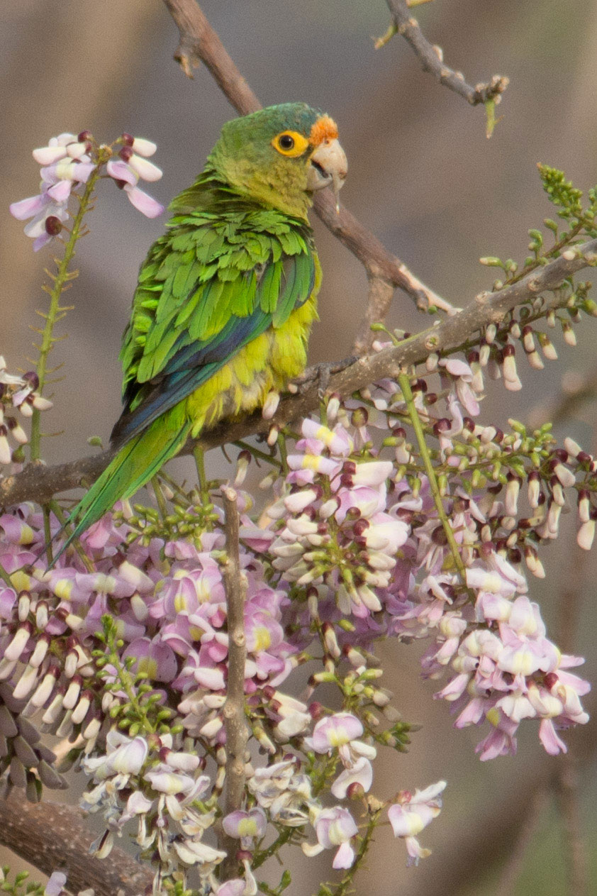 Orange-fronted Parrot