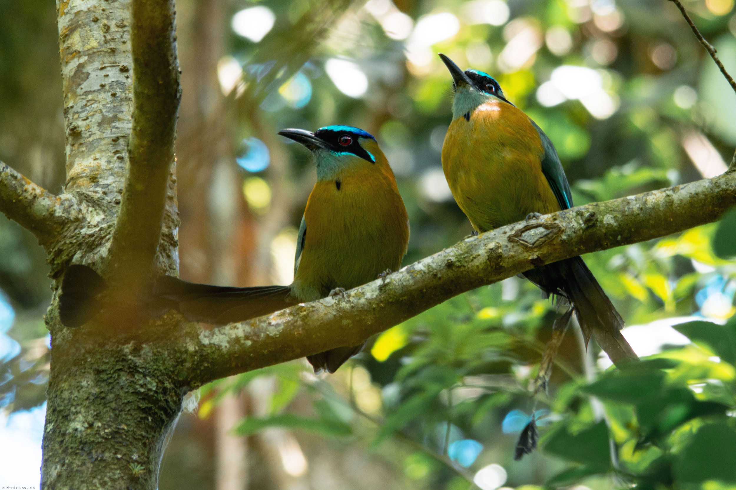 Blue-crowned Motmot