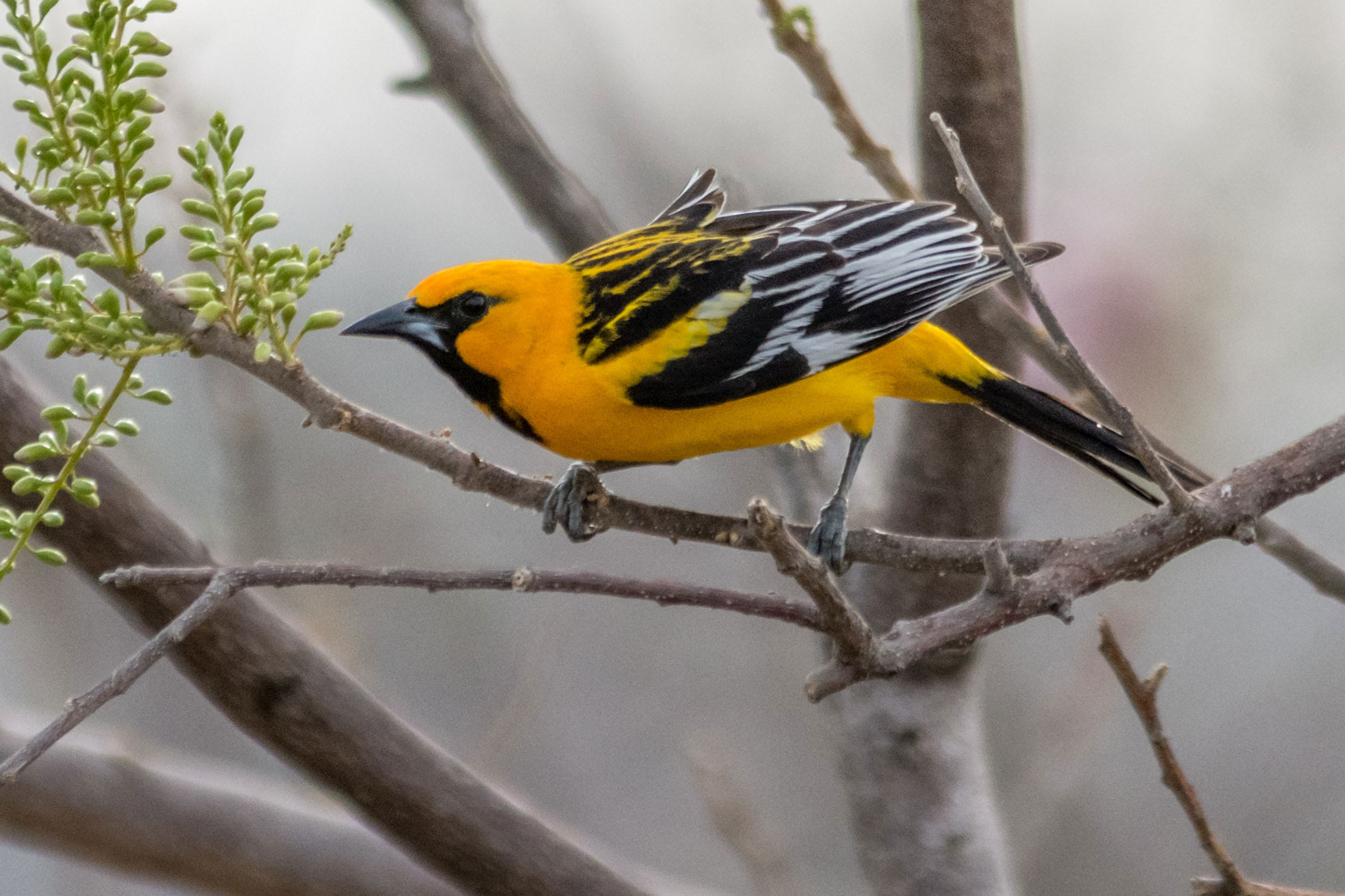 Streak-backed Oriole