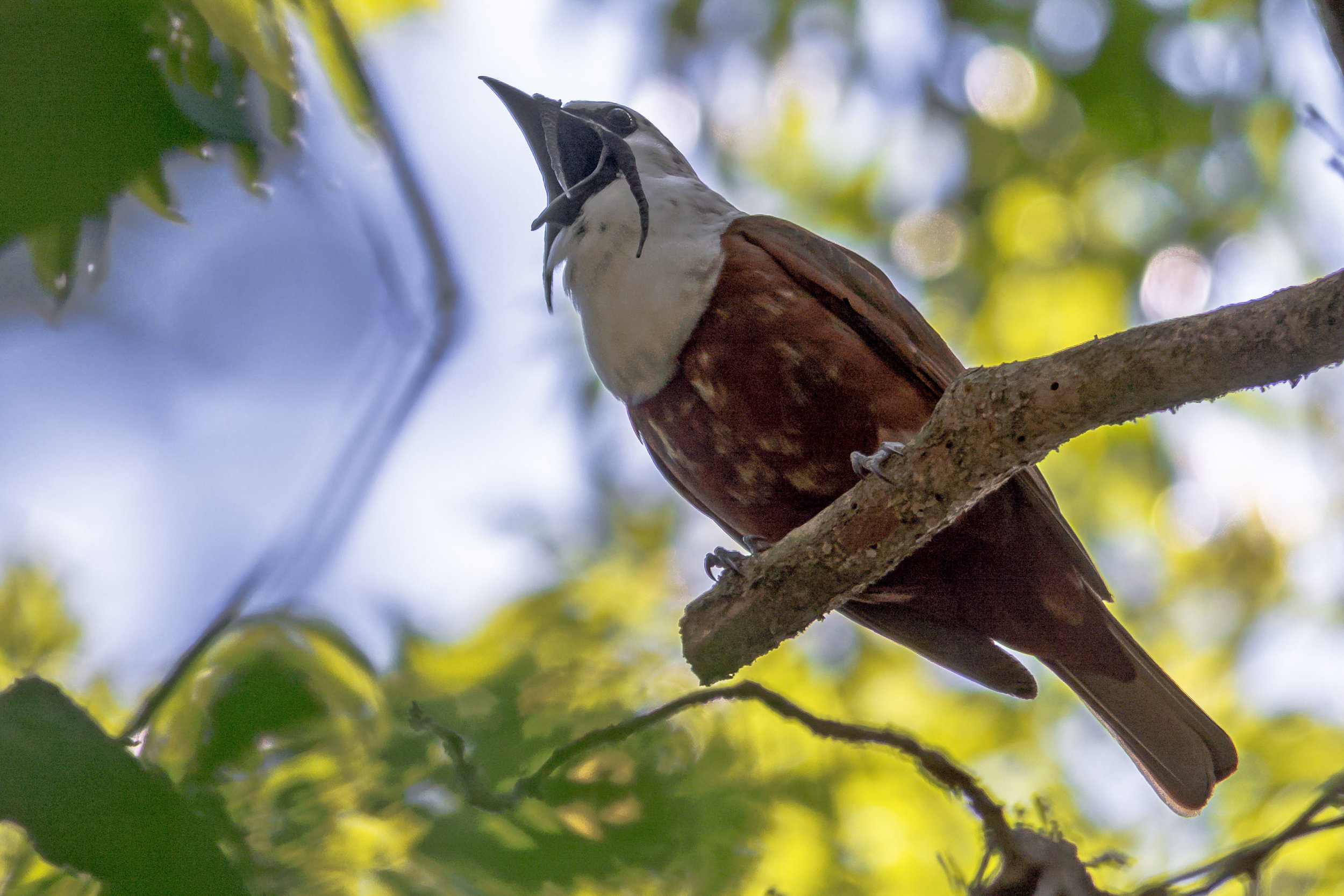 Three-wattled Bellbird