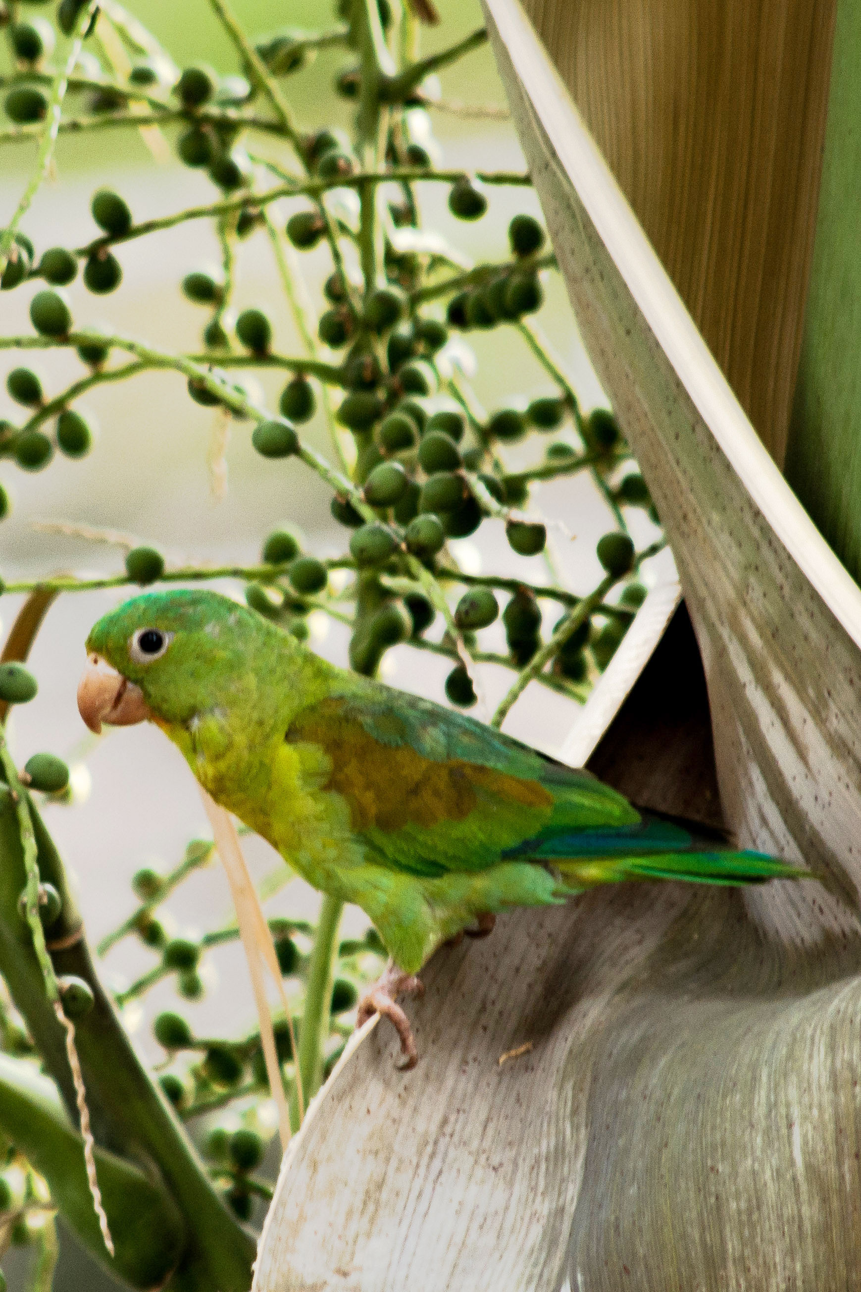 Orange-chinned Parrot