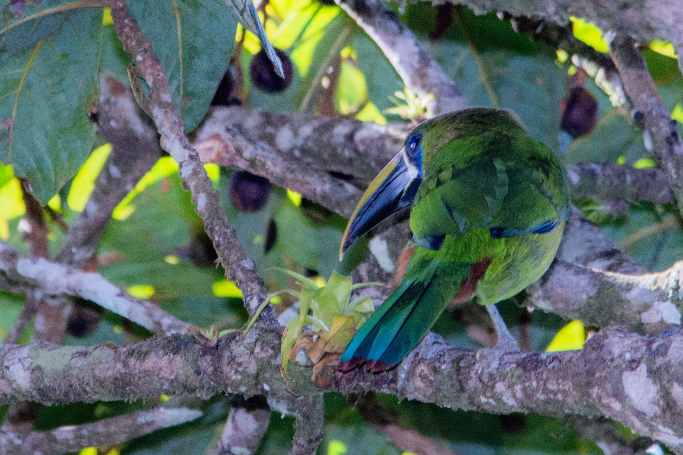 Emerald Toucanet