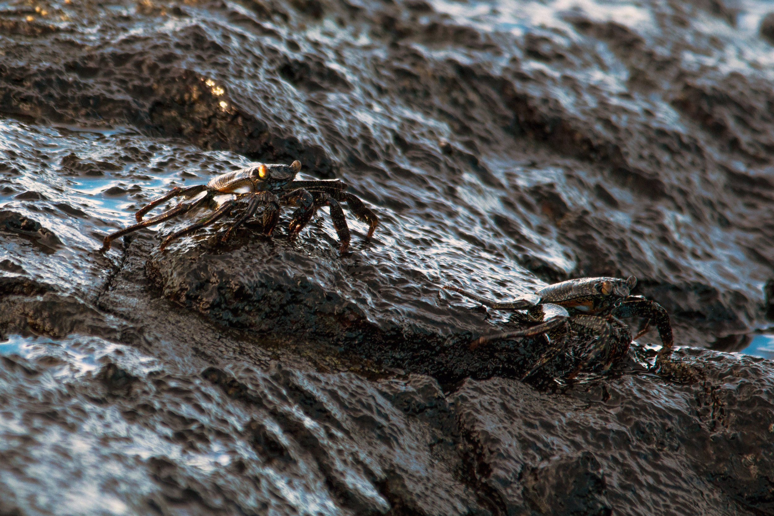 Crabs at Playa Langosta