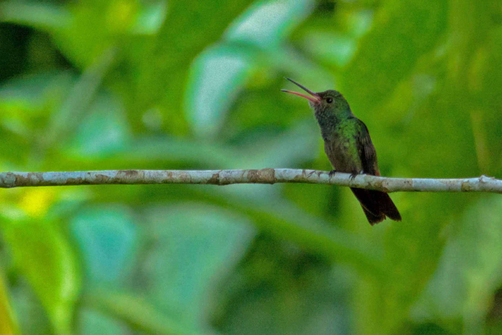 Rufous-tailed Hummingbird