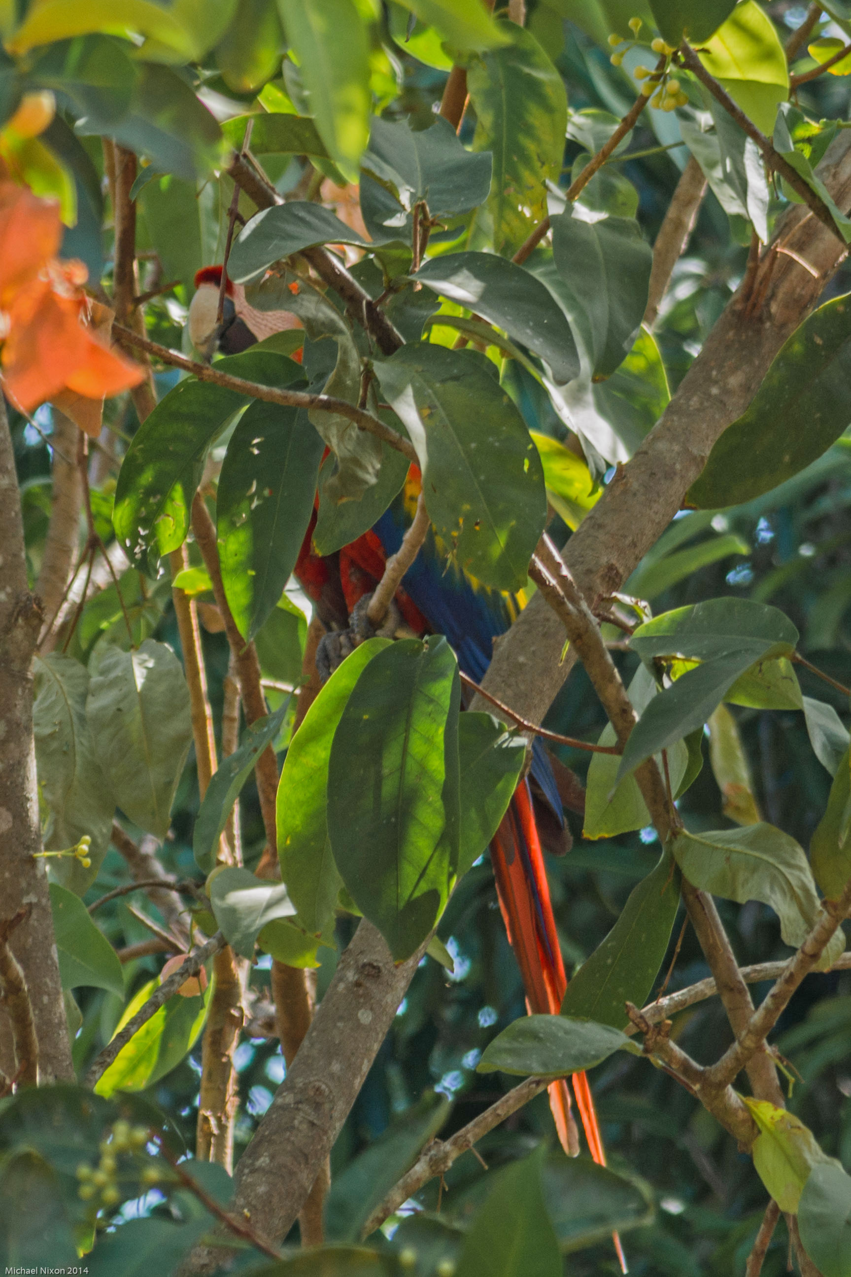 Scarlet Macaw