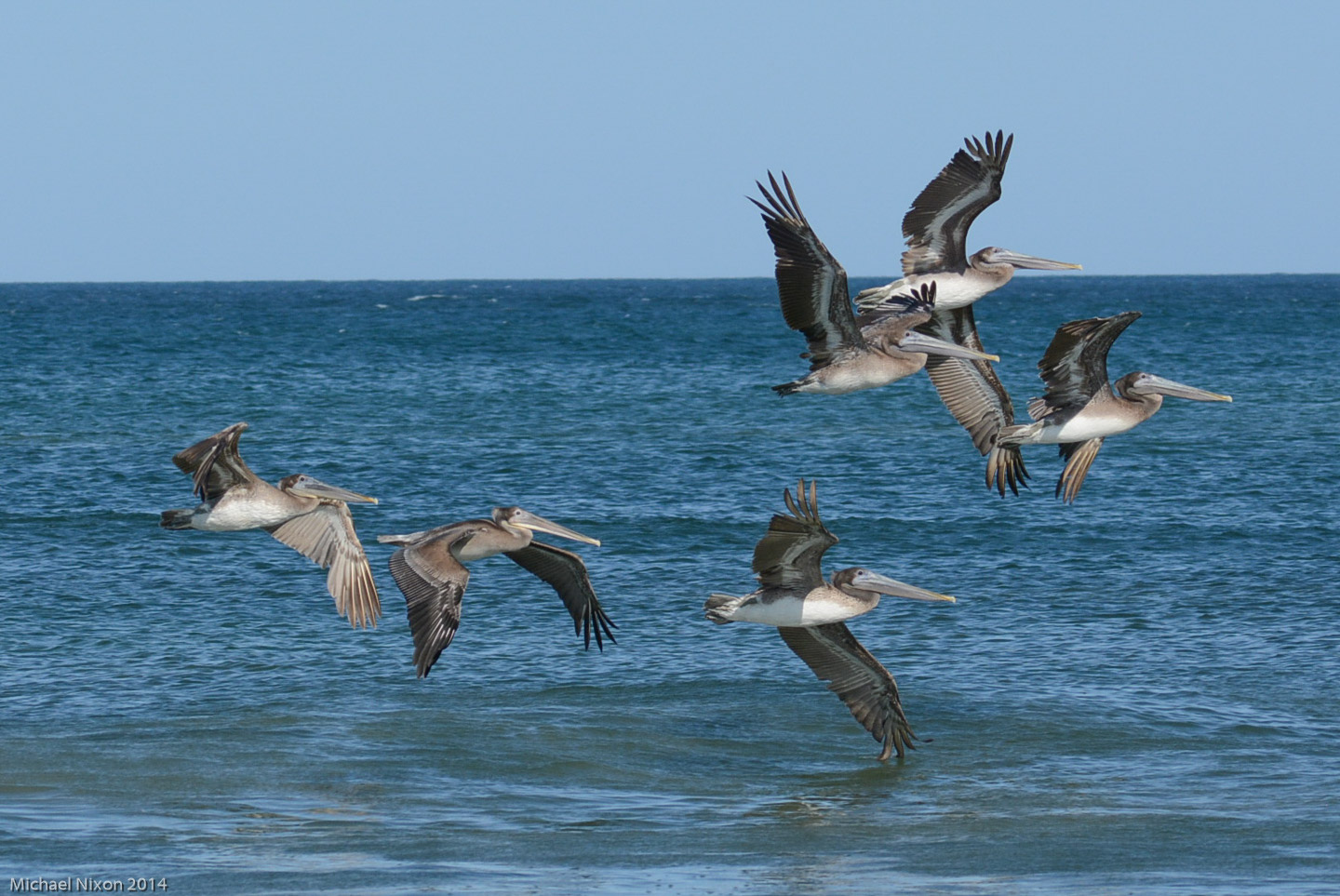 Brown Pelicans