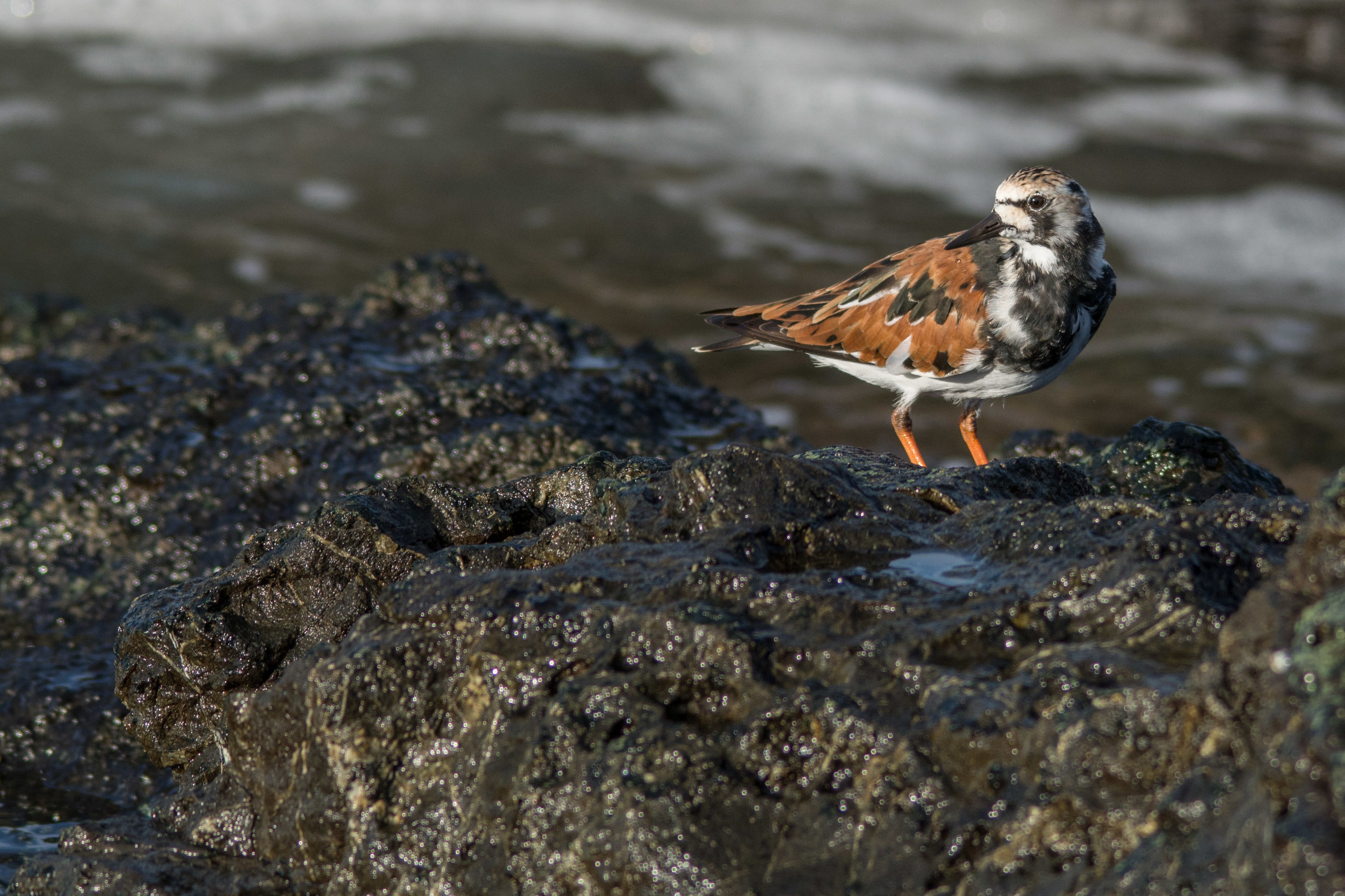 Ruddy Turnstone