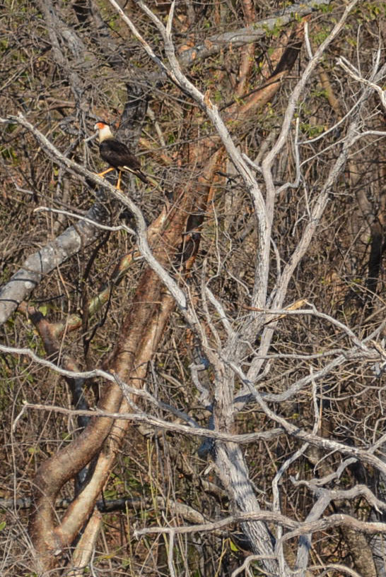 Crested Caracara