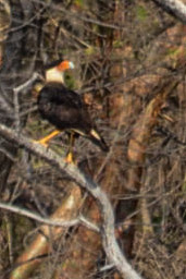 Zoomed in on Crested Caracara - about 1000ft away!