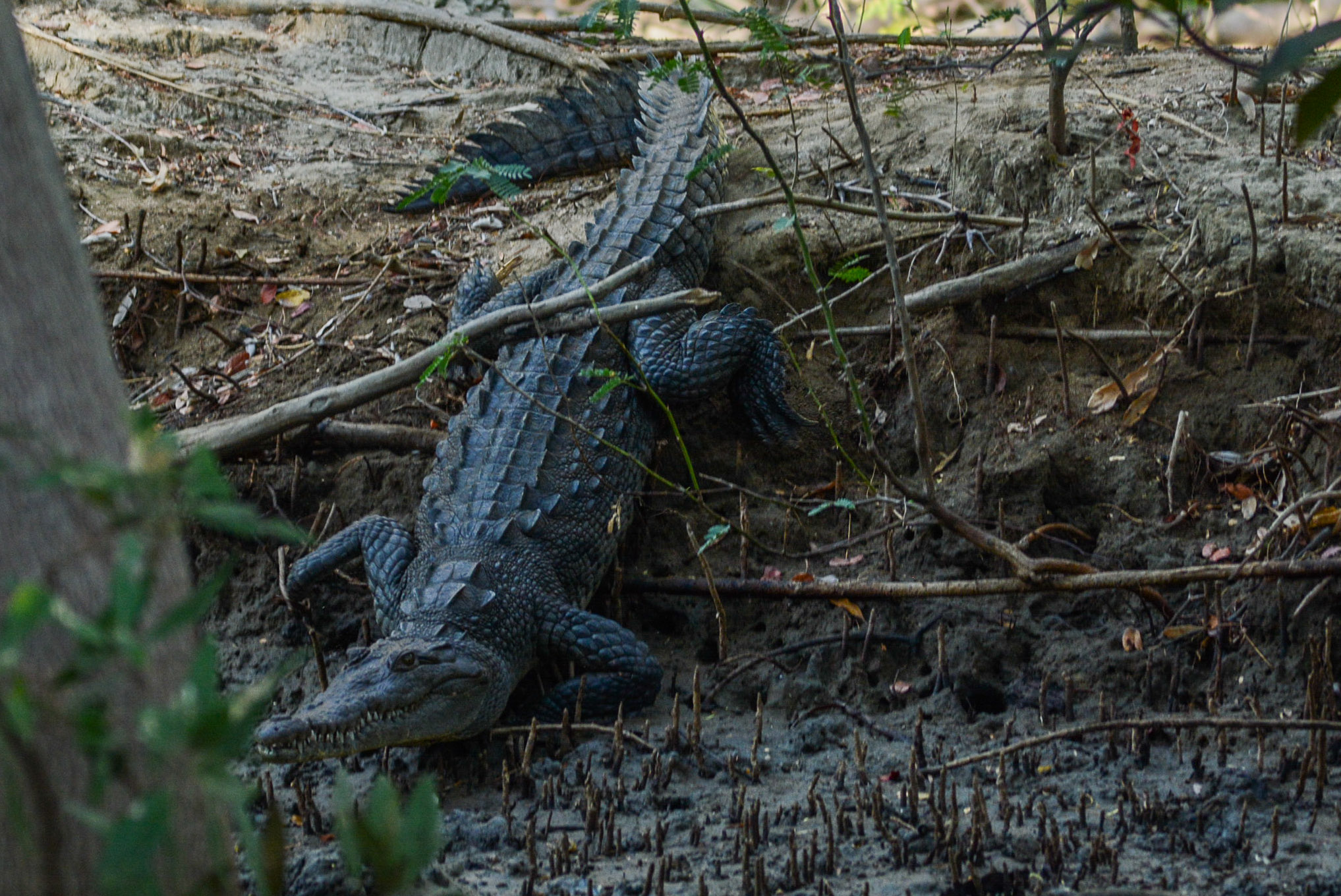 American Crocodile