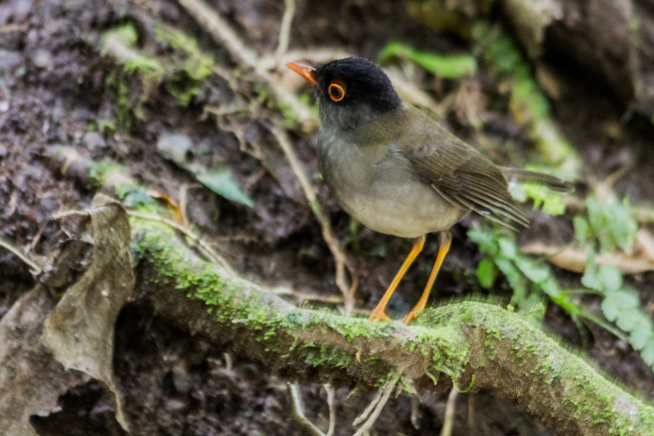 Slaty-backed Nightingale Thrush