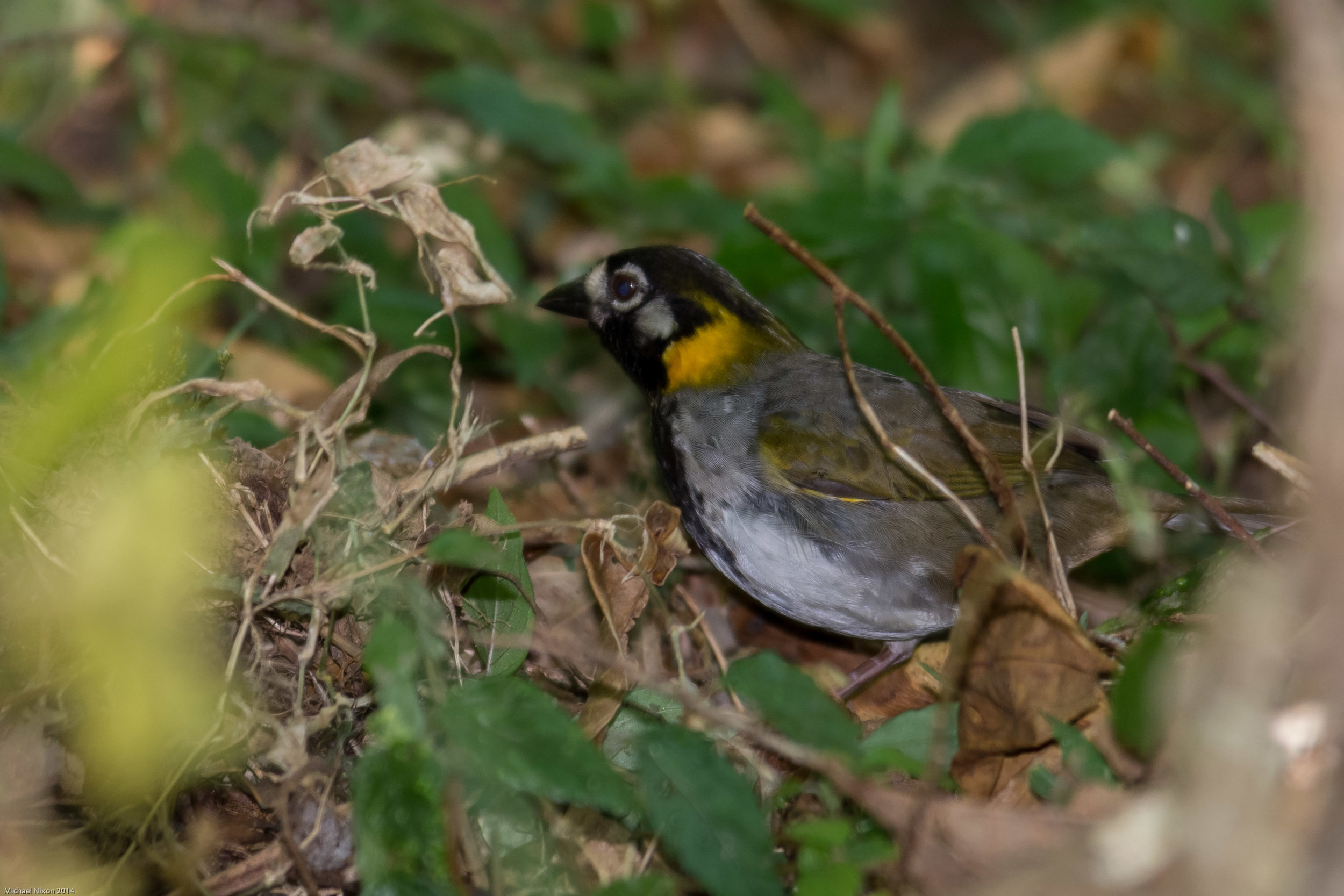 White-eared Ground Sparrow