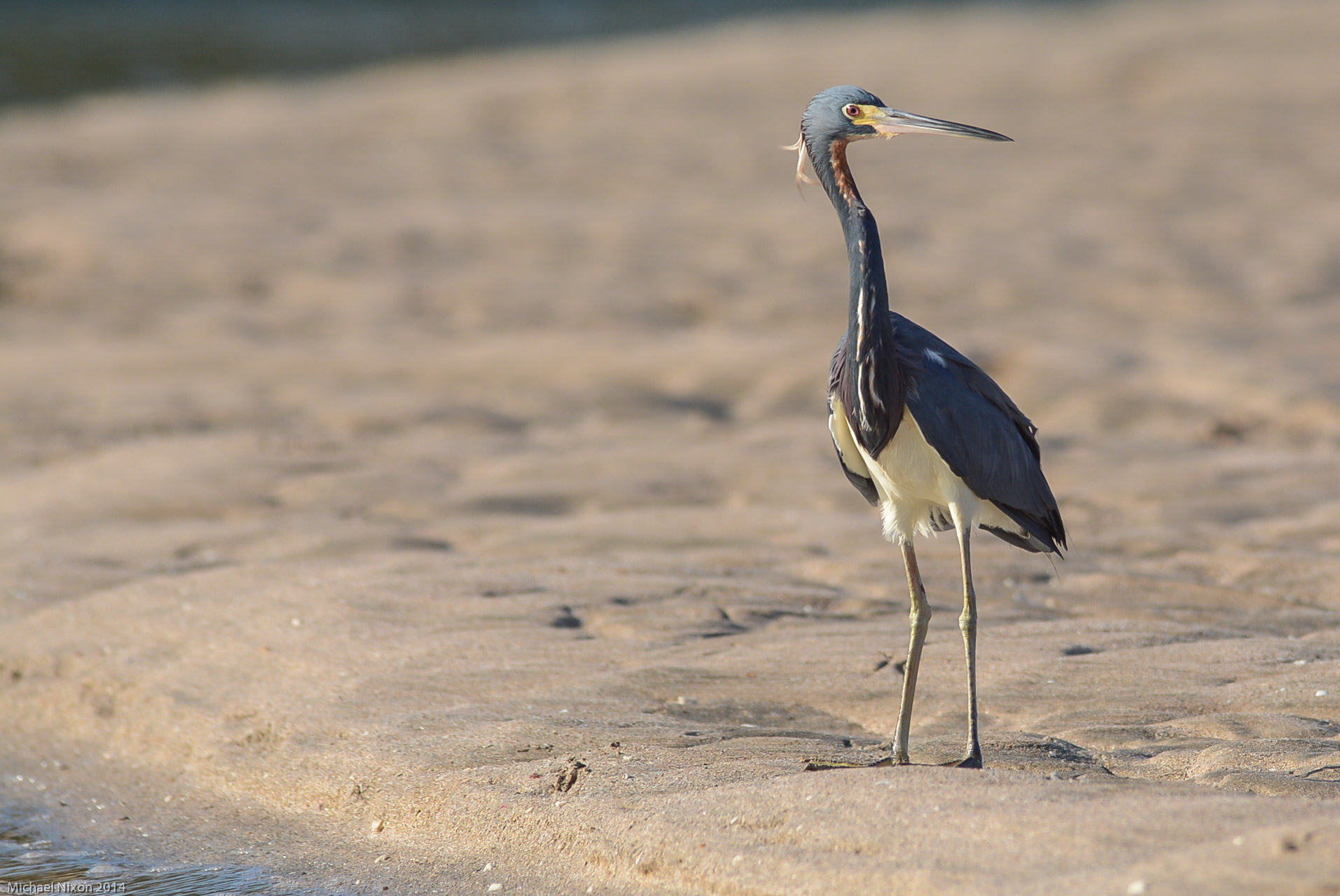 Tri-colored Heron