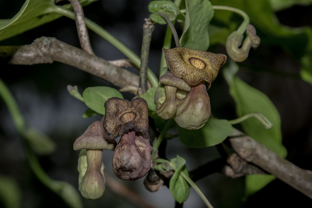 Dutchmans' Pipe