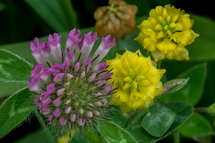 Red and Yellow Clover