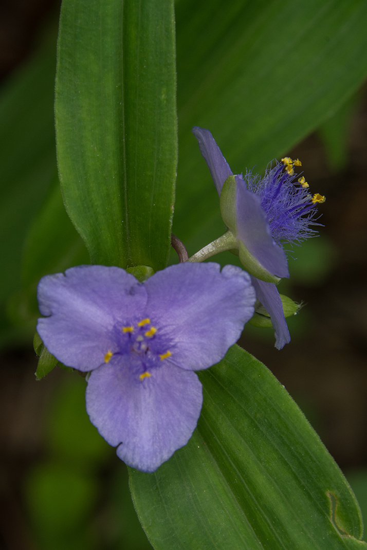 Mountain Spiderwort