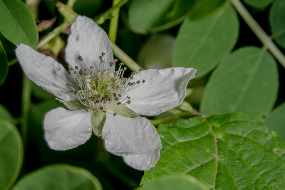 Allegheny Blackberry