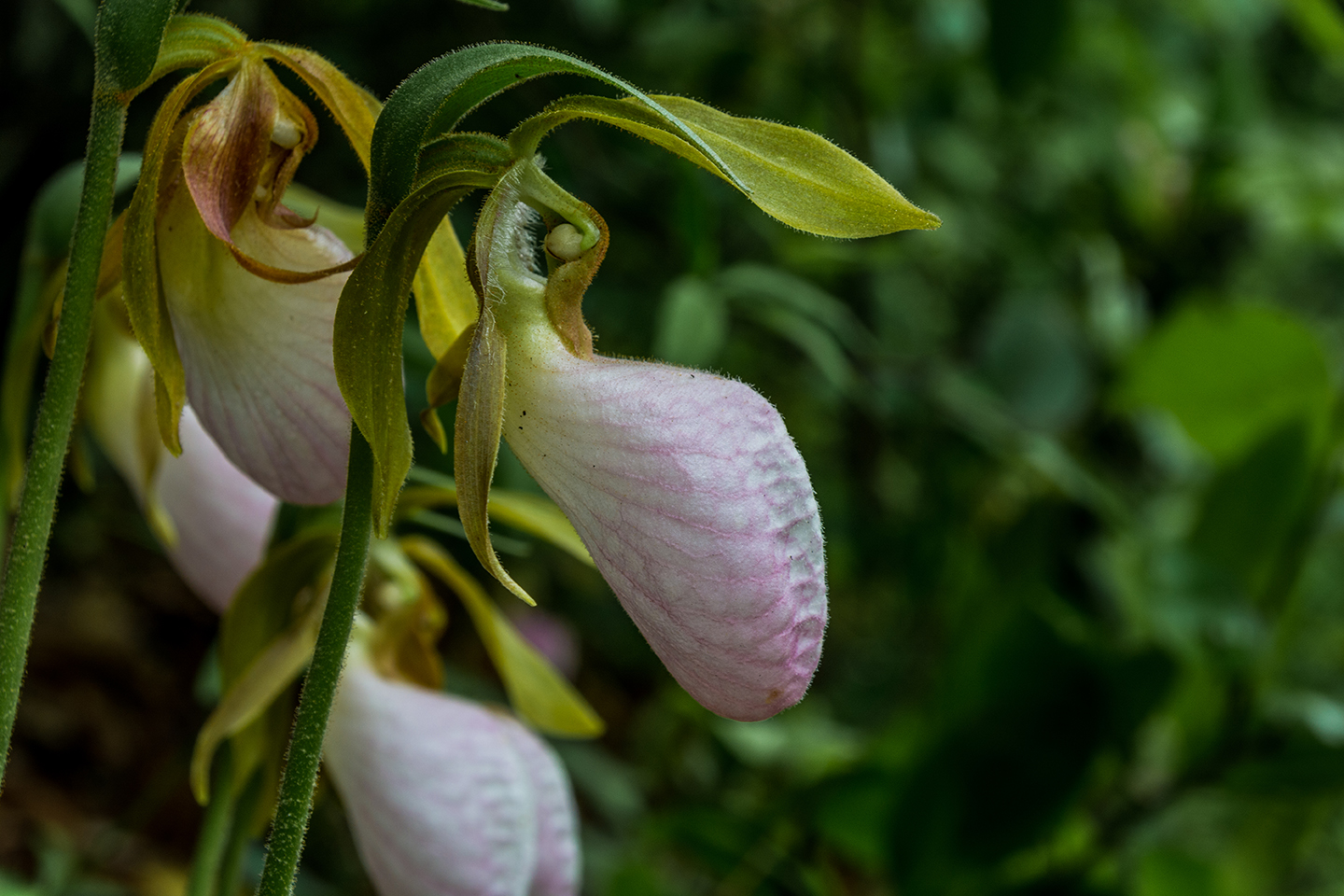 Pink Lady-Slipper