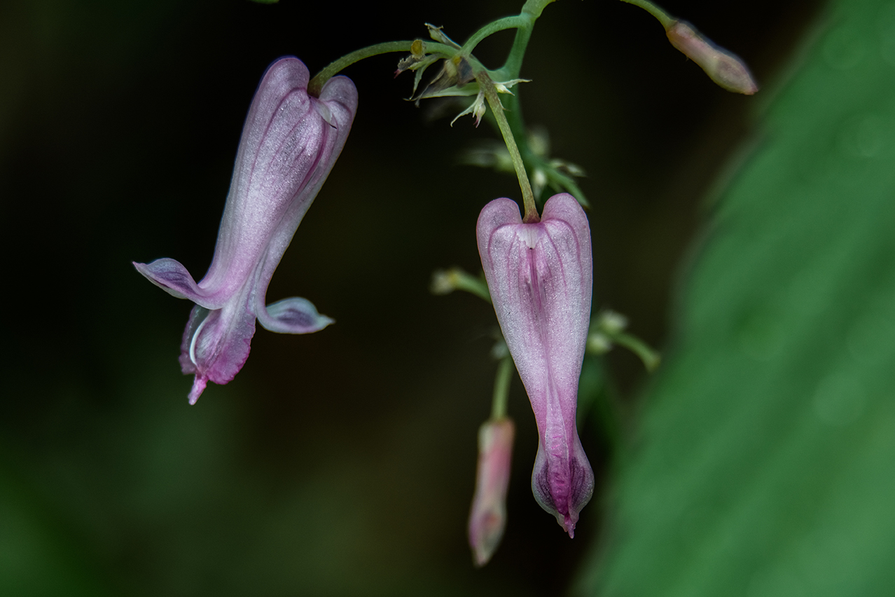 Bleeding Heart