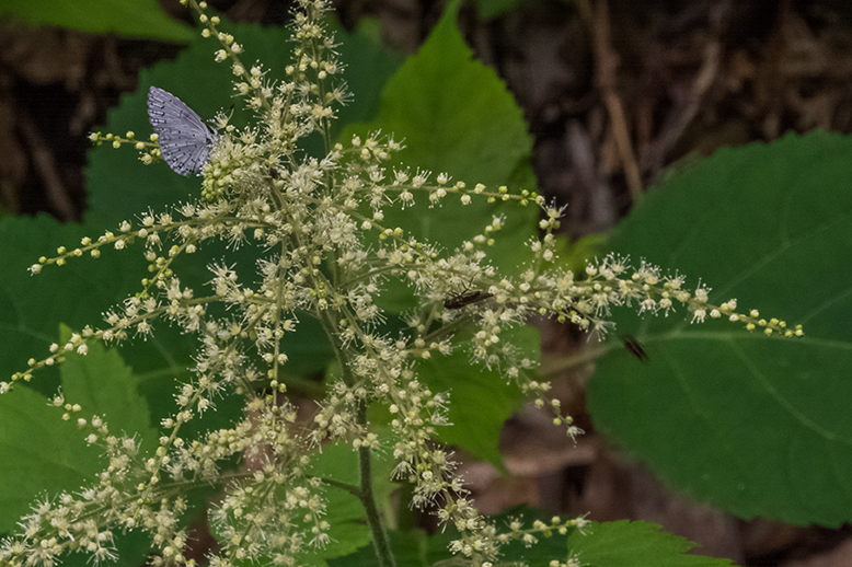 Spring Azure Butterfly on flower