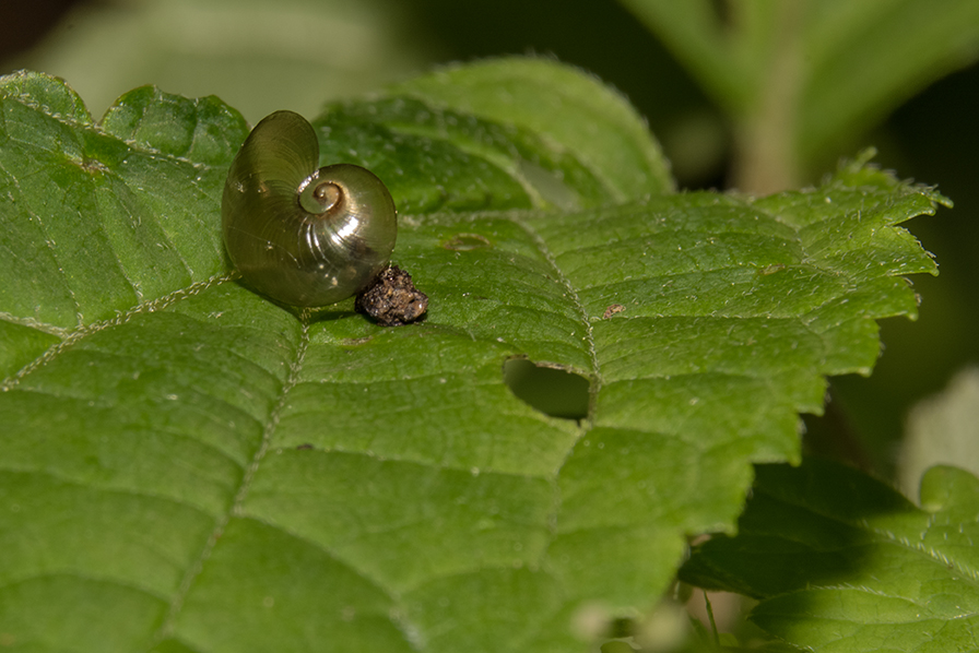 Empty snail shell on leaf