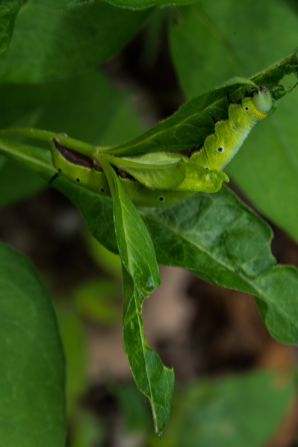 Snowberry-Clearwing Caterpillar