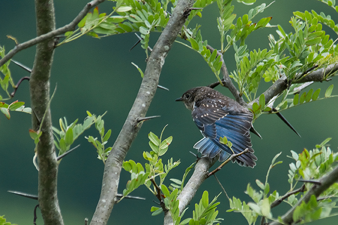 Juvenile Eastern Bluebird