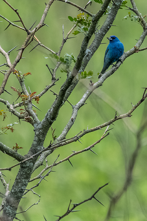 Indigo Bunting