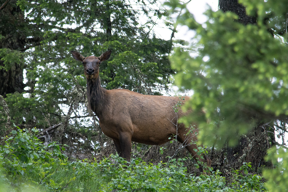 Elk in Grand Teton NP