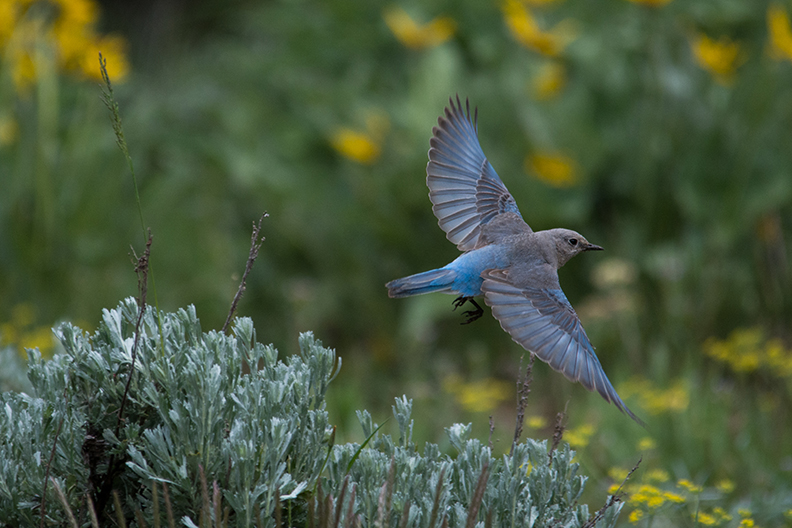 Mountain Bluebird in Grand Teton NP