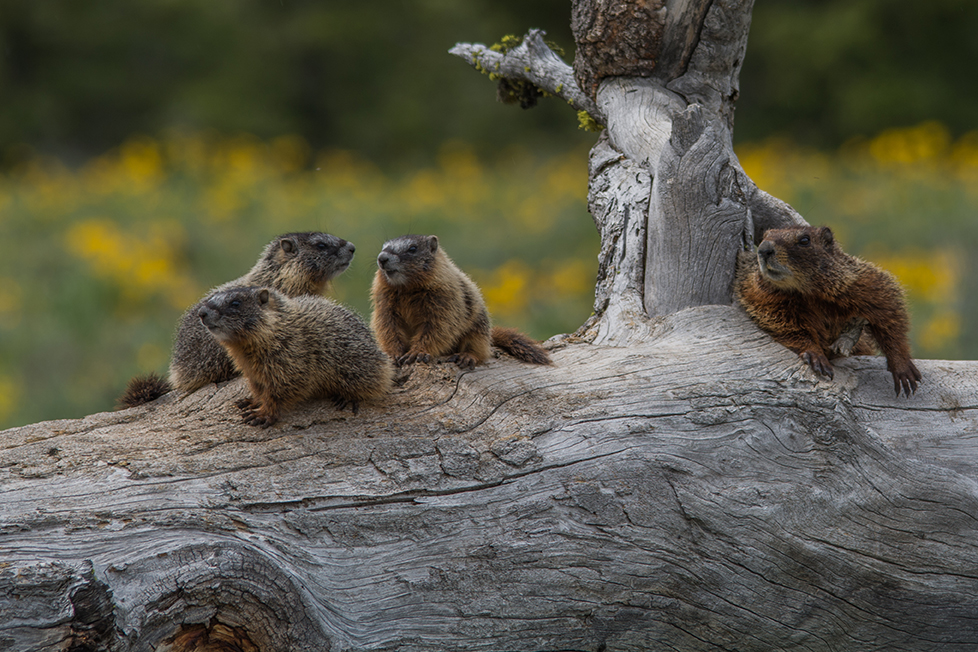 Marmots in Grand Teton NP