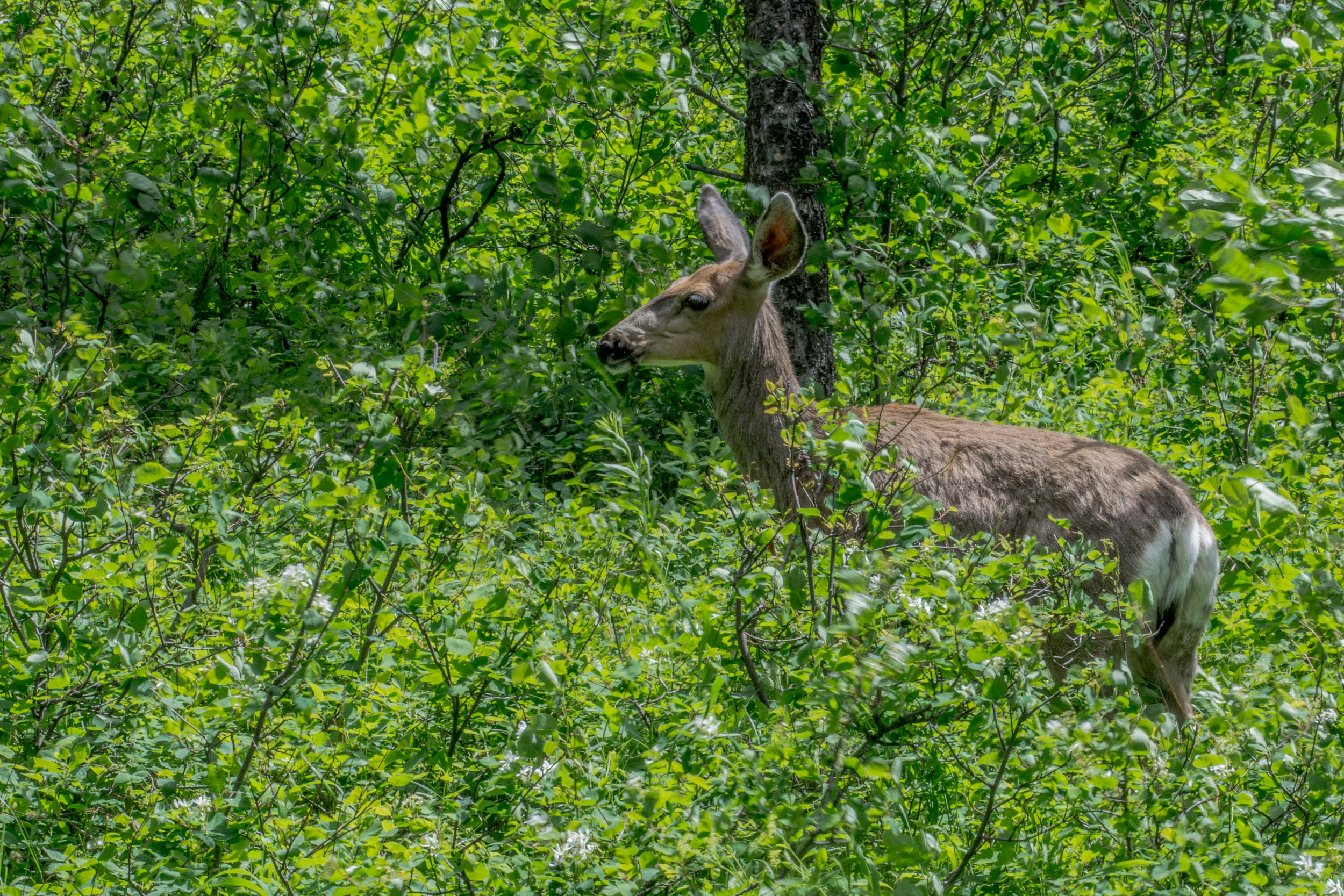 Deer in Grand Teton NP