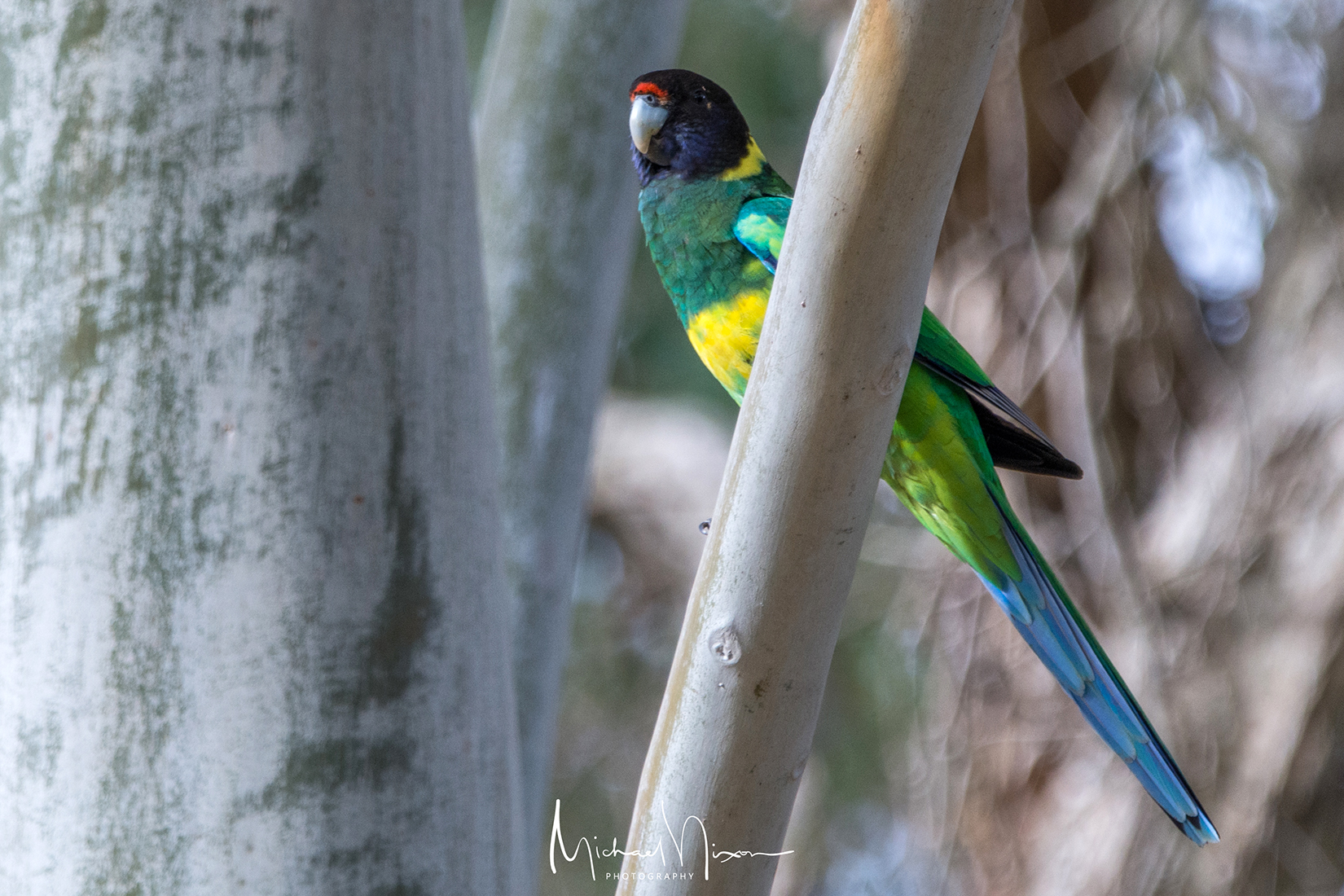 Australian Ringneck ( 28 Parrot )