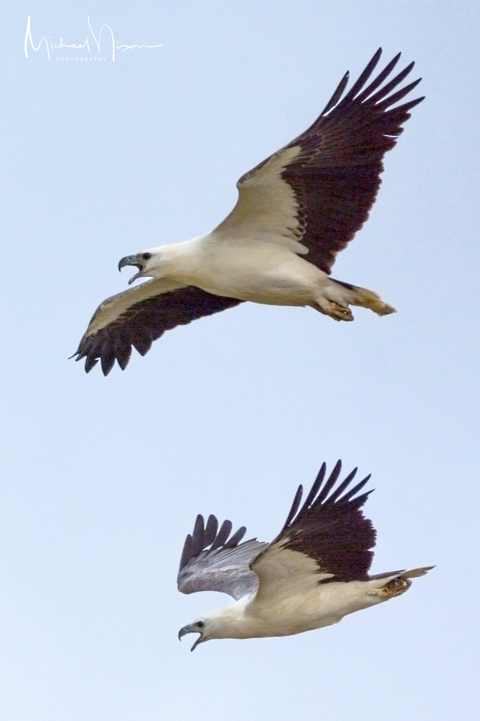 White-bellied Sea Eagles