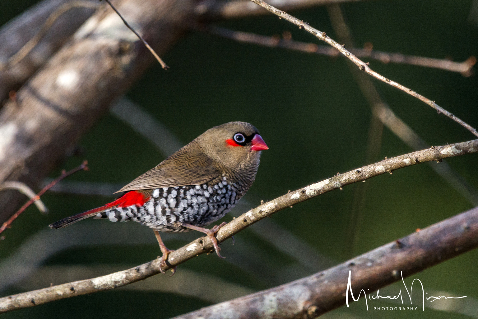 Red-eared Finch