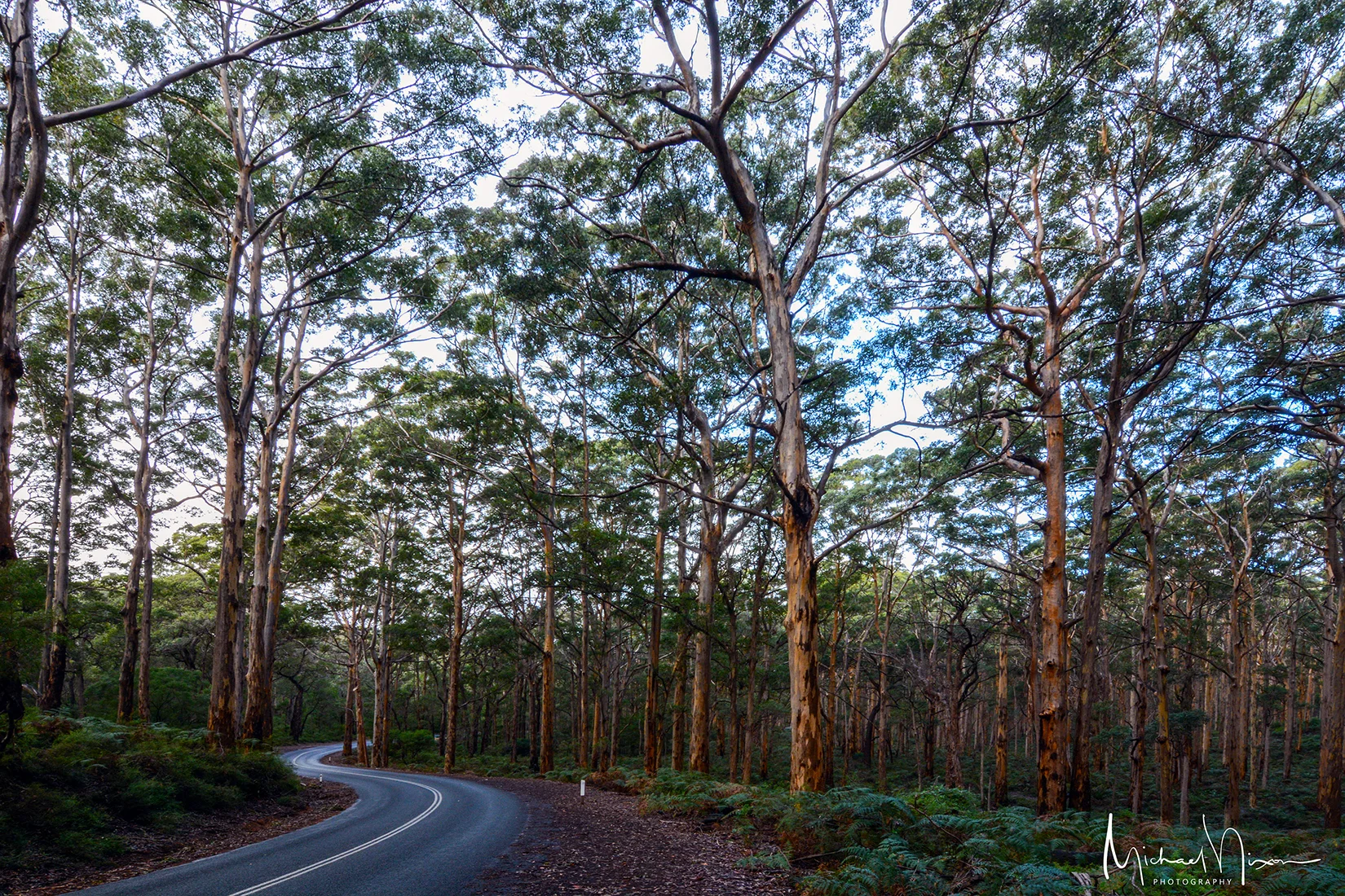 Euck Forest 01.jpg