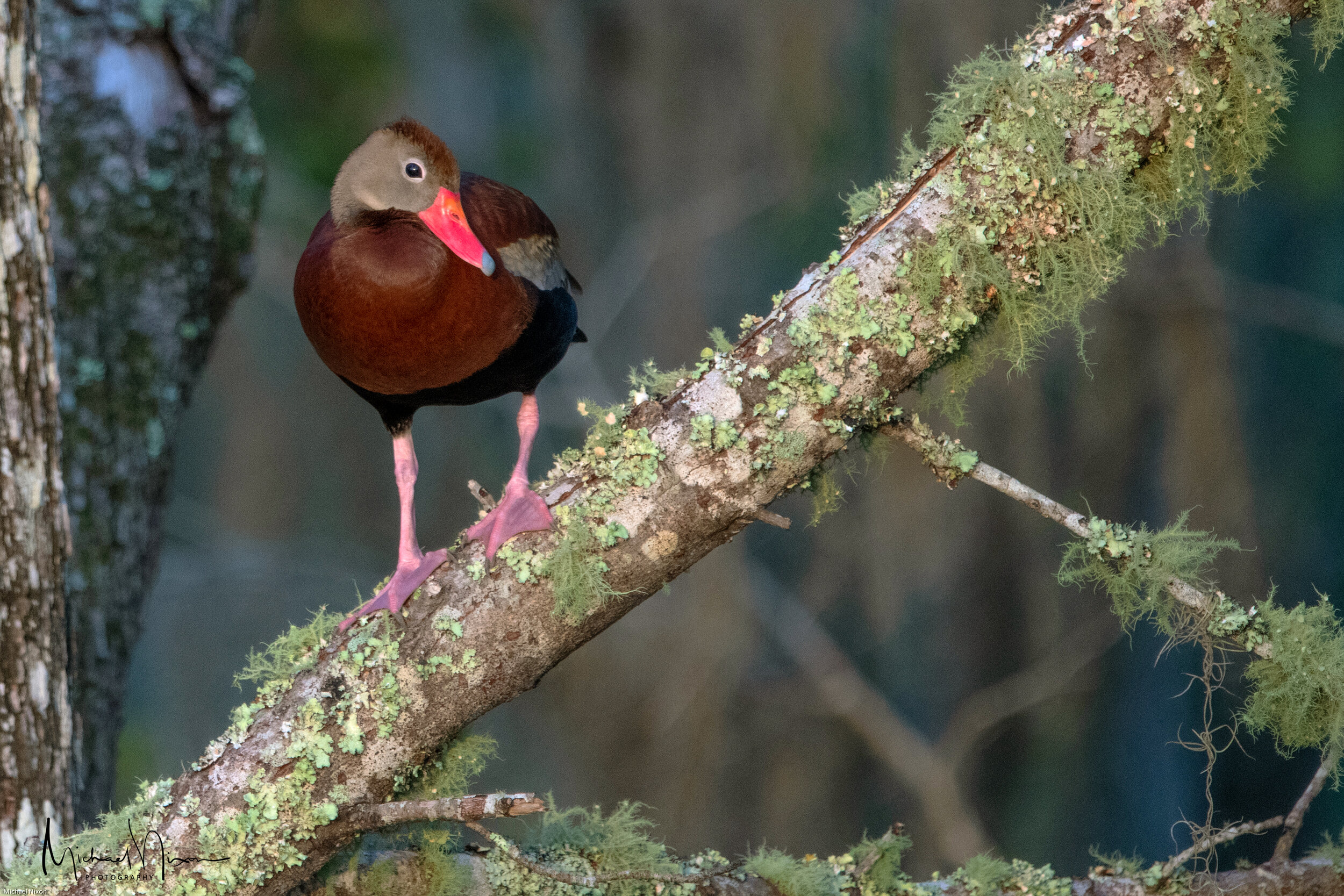 Whistling Duck 04a.jpg