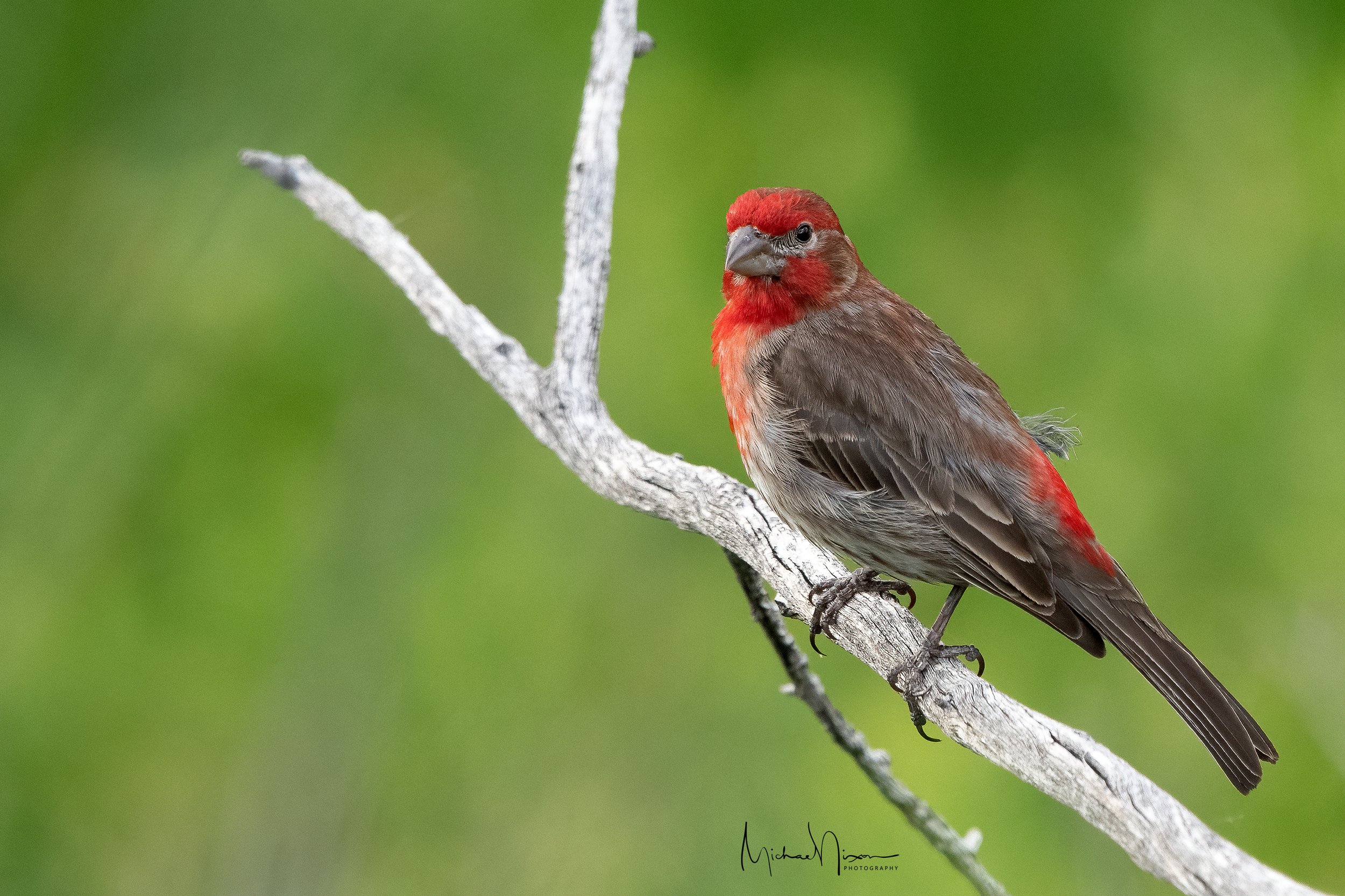 House Finch