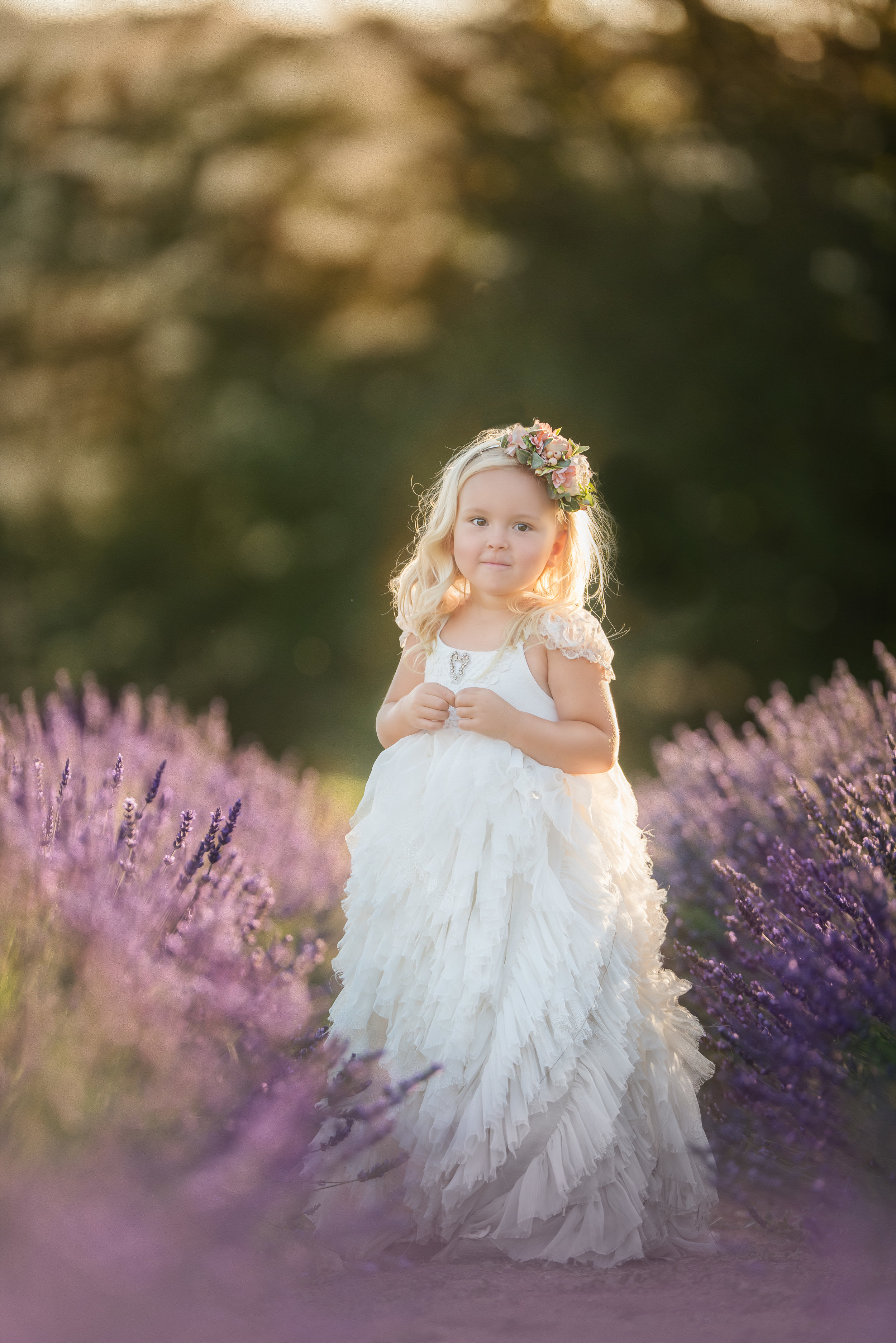 Lavender Photo