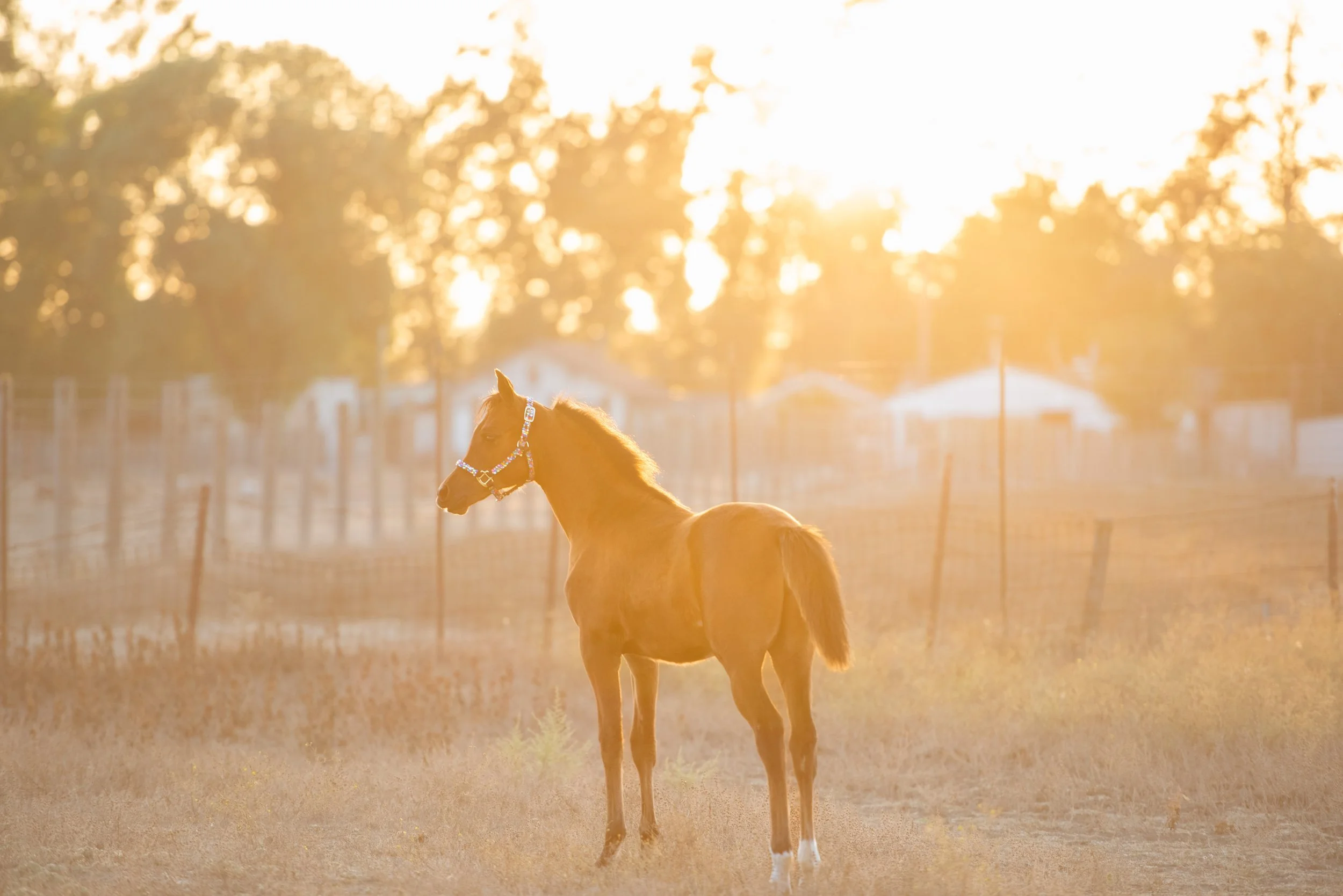 Santa Rosa Equestrian Photo Shoot