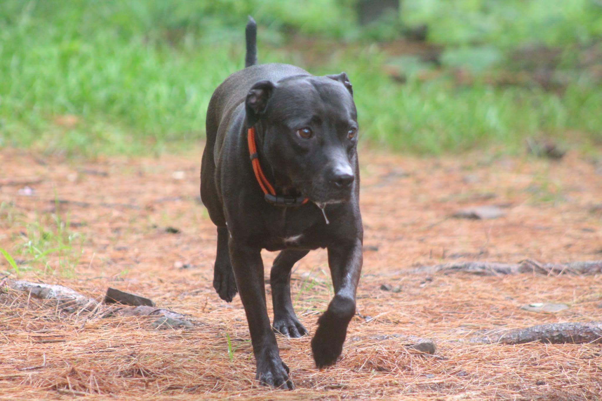 Photo courtesy of Eva's Play Pups Countryside Dog Camp