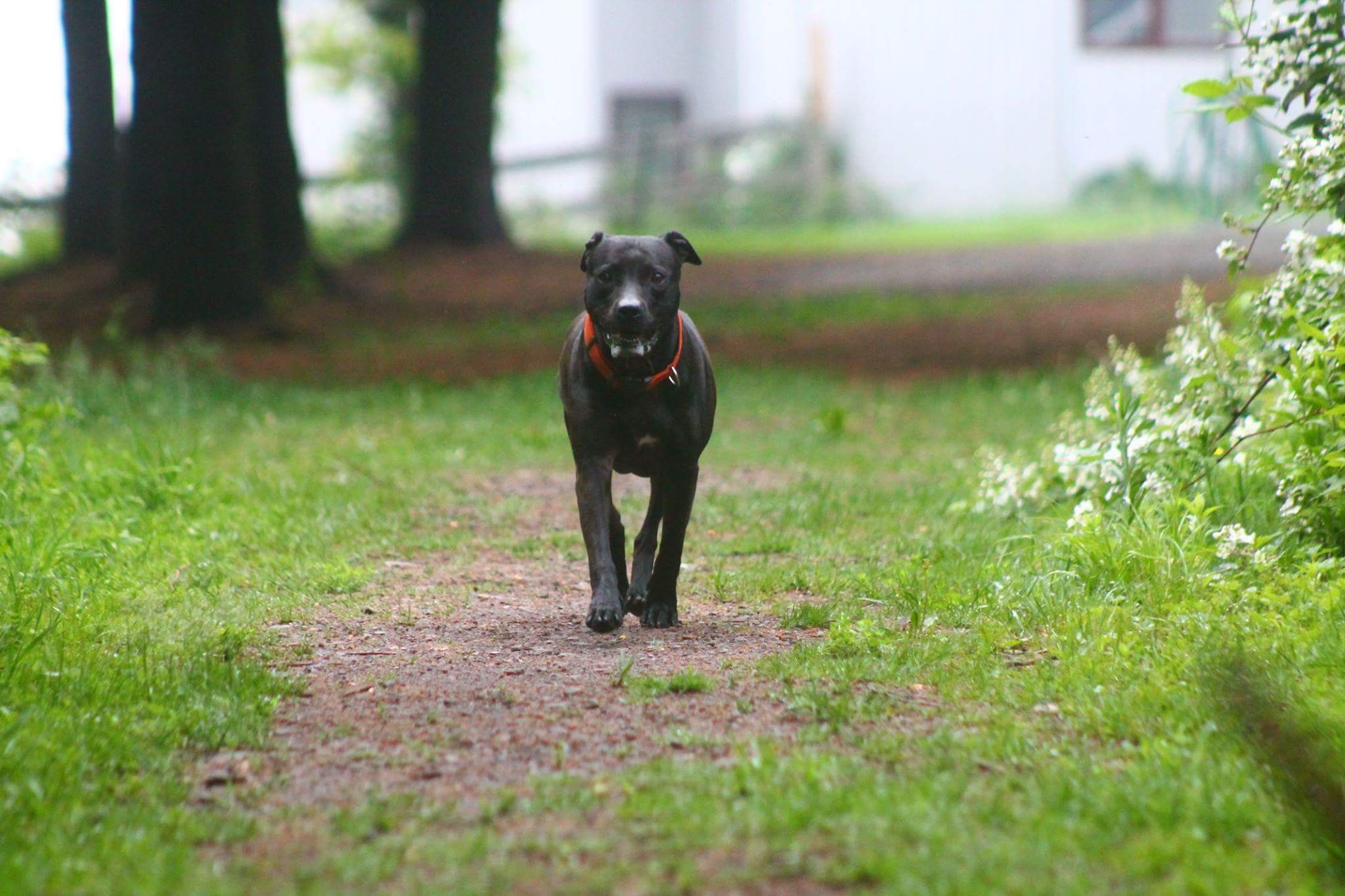 Photo courtesy of Eva's Play Pups Countryside Dog Camp