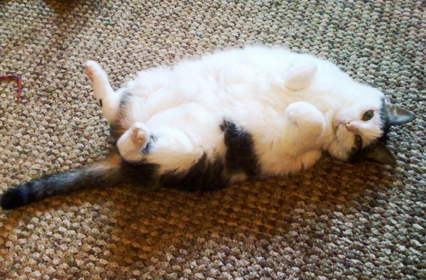 Gracie