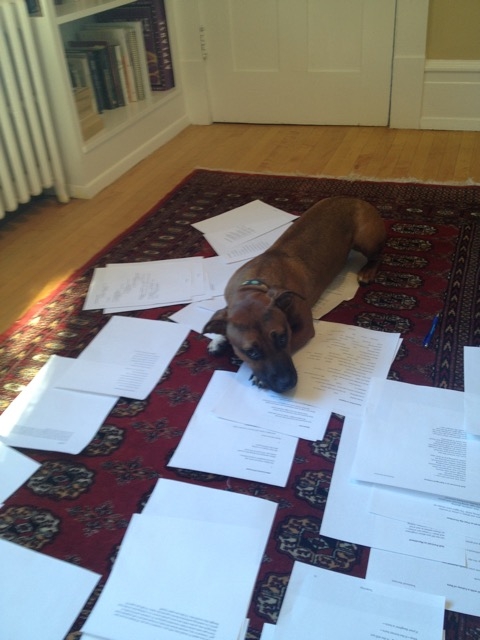 Photo: Ella May lying on top of printed poems laid out on the carpet, possibly helping her human with the editing process.
