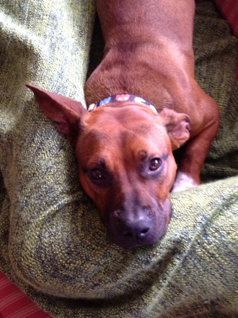 Photo: Ariel view of Ella May lying down, looking up at the camera, one ear pinned back and one pointed skyward.
